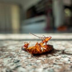 Tips For Homeowners With Pest Problems