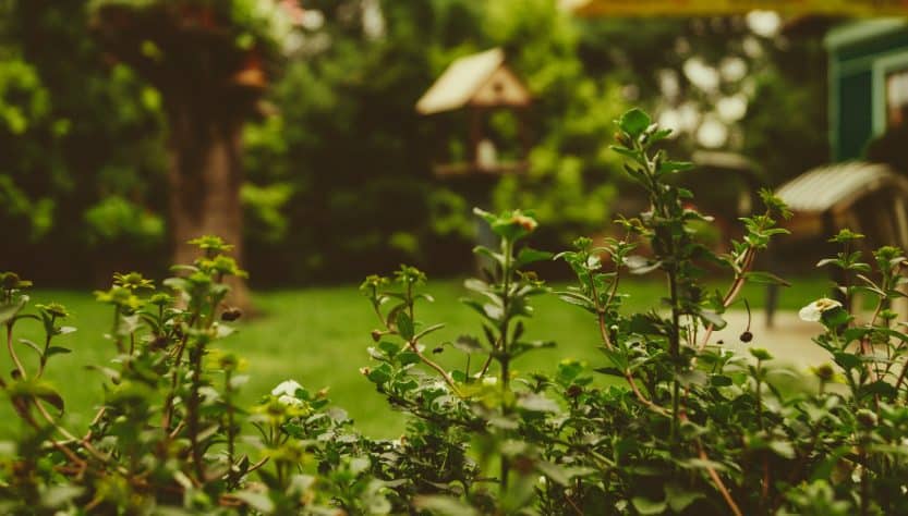 Garden Design Ideas That Are Low Maintenance